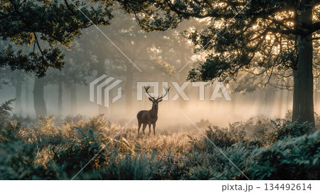 Majestic red deer stag standing in misty forest at sunrise 134492614
