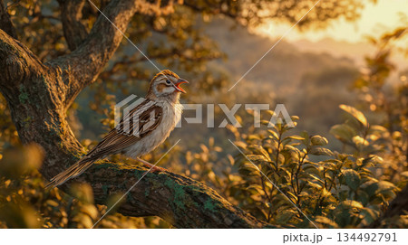 Bird sings on branch, bathed in warm golden light 134492791