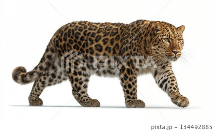 Leopard walking gracefully on a clean white background 134492885