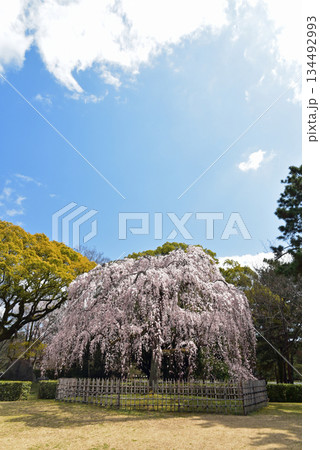 青空に映える京都御苑の満開の桜 134492993