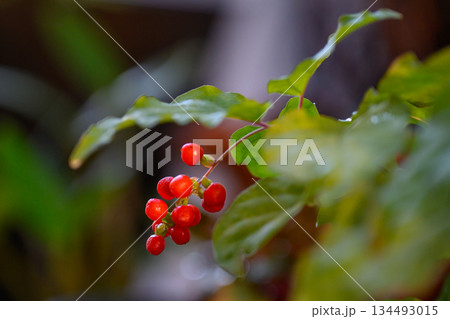 冬日の光に潤うジュズサンゴの赤い実 Fresh Coral Berry in Winter Ligh 冬日の光に潤うジュズサンゴの赤い実 Fresh Coral Berry in Winter Ligh 134493015