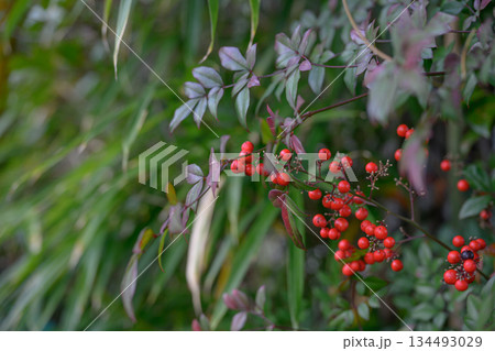 冬の光に実るナンテンの赤い実 Red Nandina Berries in Winter Light 冬の光に実るナンテンの赤い実 Red Nandina Berries in Winter Light 134493029