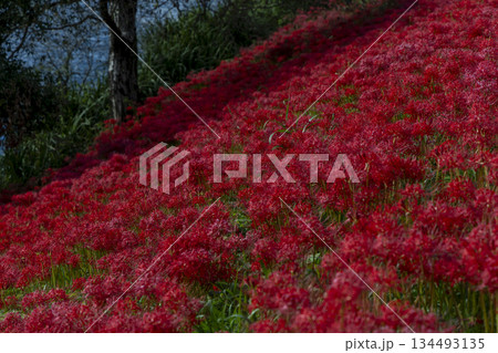 岐阜県津屋川彼岸花群生地の川沿い斜面を埋め尽くす真っ赤な彼岸花 134493135