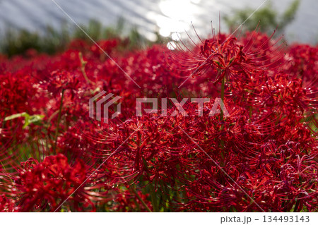 キラキラ輝く水面を背景にした岐阜県津屋川彼岸花群生地の彼岸花 134493143
