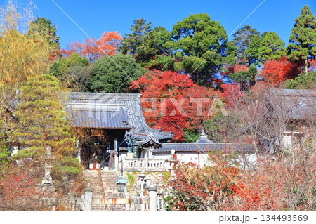 【京都府】快晴の楊谷寺（柳谷観音）と紅葉 134493569