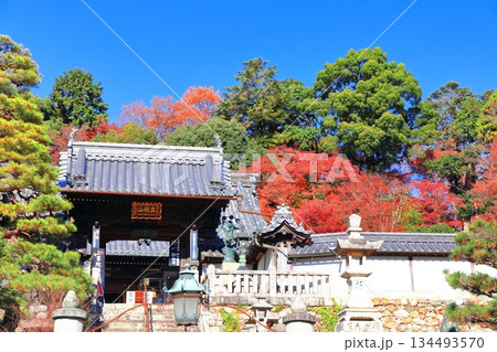 【京都府】快晴の楊谷寺（柳谷観音）と紅葉 134493570