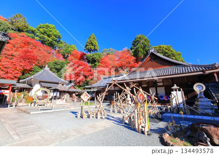 【京都府】快晴の楊谷寺（柳谷観音）の阿弥陀堂と紅葉 134493578