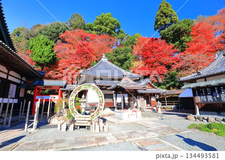 【京都府】快晴の楊谷寺(柳谷観音)の護摩堂と紅葉 【京都府】快晴の楊谷寺(柳谷観音)の護摩堂と紅葉 134493581