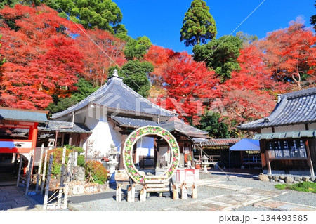 【京都府】快晴の楊谷寺(柳谷観音)の護摩堂と紅葉 【京都府】快晴の楊谷寺(柳谷観音)の護摩堂と紅葉 134493585