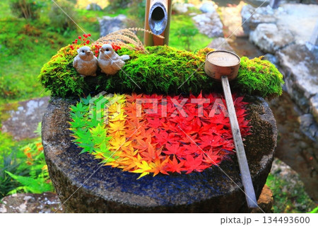 【京都府】快晴の楊谷寺（柳谷観音）の紅葉の花手水 134493600
