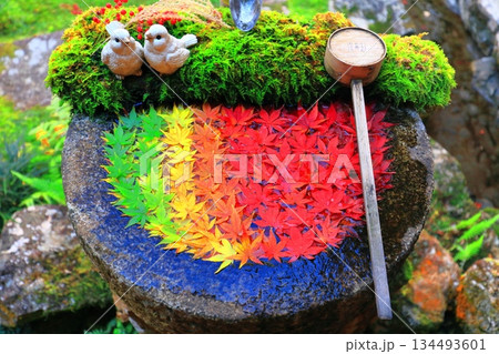【京都府】快晴の楊谷寺(柳谷観音)の紅葉の花手水 【京都府】快晴の楊谷寺(柳谷観音)の紅葉の花手水 134493601