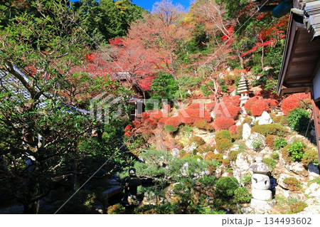 【京都府】快晴の楊谷寺（柳谷観音）の浄土苑の紅葉 134493602