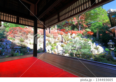 【京都府】快晴の楊谷寺（柳谷観音）の浄土苑の紅葉 134493605