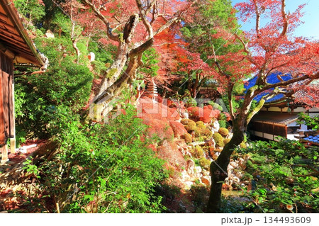 【京都府】快晴の楊谷寺（柳谷観音）の浄土苑の紅葉 134493609