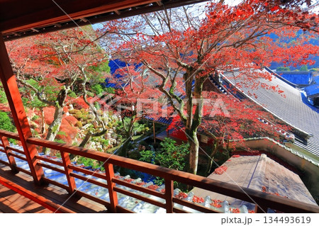 【京都府】快晴の楊谷寺（柳谷観音）の上書院の紅葉 134493619
