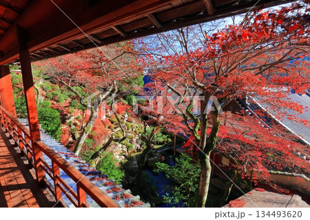【京都府】快晴の楊谷寺（柳谷観音）の上書院の紅葉 134493620
