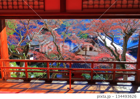 【京都府】快晴の楊谷寺(柳谷観音)の上書院の紅葉 【京都府】快晴の楊谷寺(柳谷観音)の上書院の紅葉 134493626