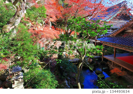 【京都府】快晴の楊谷寺(柳谷観音)の浄土苑の紅葉 【京都府】快晴の楊谷寺(柳谷観音)の浄土苑の紅葉 134493634