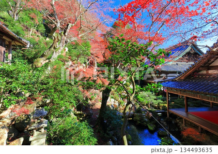 【京都府】快晴の楊谷寺（柳谷観音）の浄土苑の紅葉 134493635
