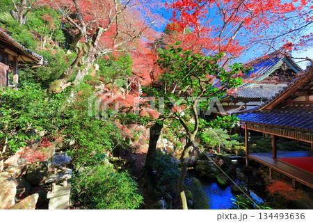 【京都府】快晴の楊谷寺(柳谷観音)の浄土苑の紅葉 【京都府】快晴の楊谷寺(柳谷観音)の浄土苑の紅葉 134493636