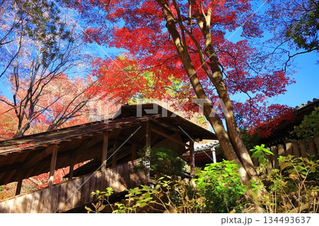 【京都府】快晴の楊谷寺（柳谷観音）の柳谷奥之院の紅葉 134493637