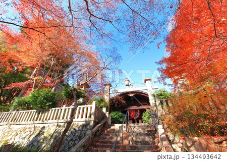 【京都府】快晴の楊谷寺（柳谷観音）の柳谷奥之院の紅葉 134493642