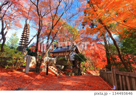 【京都府】快晴の楊谷寺（柳谷観音）の紅葉 134493646