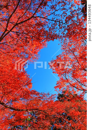 【京都府】快晴の楊谷寺(柳谷観音)のハート型の紅葉 【京都府】快晴の楊谷寺(柳谷観音)のハート型の紅葉 134493648