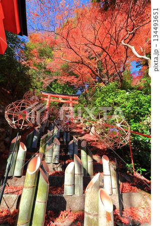 【京都府】快晴の楊谷寺(柳谷観音)の石段と紅葉 【京都府】快晴の楊谷寺(柳谷観音)の石段と紅葉 134493651
