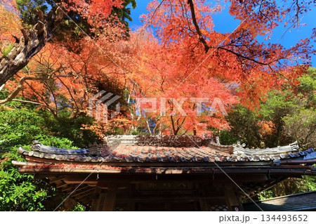 【京都府】快晴の楊谷寺(柳谷観音)の紅葉 【京都府】快晴の楊谷寺(柳谷観音)の紅葉 134493652