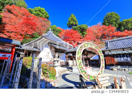 【京都府】快晴の楊谷寺(柳谷観音)の護摩堂と紅葉 【京都府】快晴の楊谷寺(柳谷観音)の護摩堂と紅葉 134493653