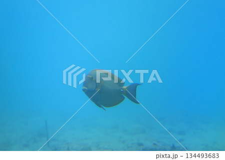海を泳ぐ魚のカンランハギ 海を泳ぐ魚のカンランハギ 134493683