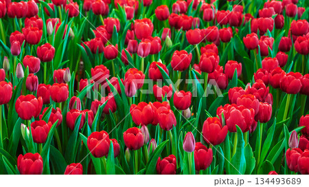 field of blooming red tulips flowers in the garden in spring. Beautiful natural floral background field of blooming red tulips flowers in the garden in spring. Beautiful natural floral background 134493689