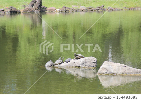 旧芝離宮恩賜庭園の岩で甲羅干しをする亀たち 旧芝離宮恩賜庭園の岩で甲羅干しをする亀たち 134493695