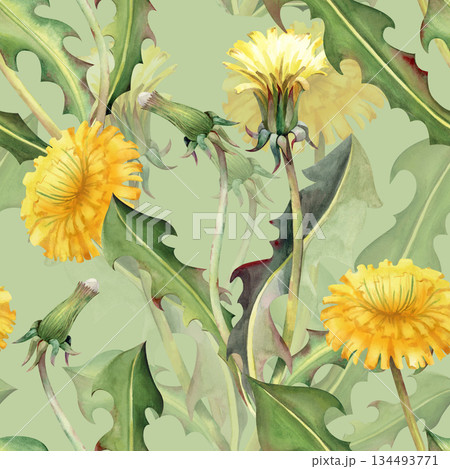 Watercolor seamless pattern with yellow dandelion flowers, buds and green leaves on a light green background. A botanical seamless template with realistic wildflowers for wallpaper, packaging Watercolor seamless pattern with yellow dandelion flowers, buds and green leaves on a light green background. A botanical seamless template with realistic wildflowers for wallpaper, packaging 134493771