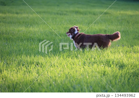 Brown dog is standing in a green field Brown dog is standing in a green field 134493962