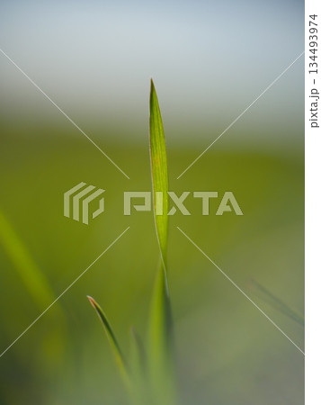 Single green leaf is the main focus of the image 134493974