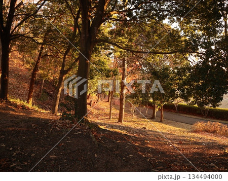 西神中央公園 神戸市 西区 公園 冬 西神中央公園 神戸市 西区 公園 冬 134494000