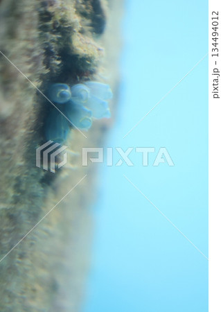 海の壁面に張り付いたホヤの仲間 134494012