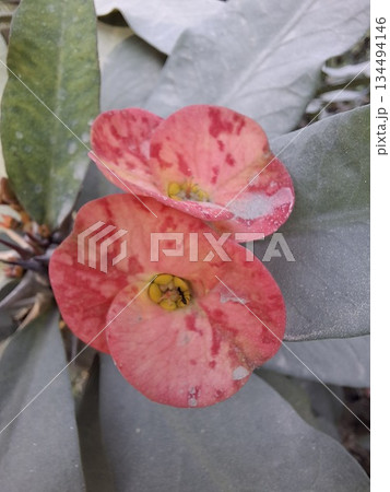 Crown of thorns plant showing vibrant pink flowers Crown of thorns plant showing vibrant pink flowers 134494146