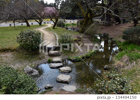 出水の小川と出水の桜 出水の小川と出水の桜 134494150