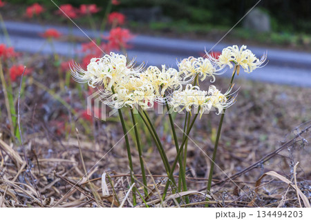 岐阜県津屋川彼岸花群生地で咲く白い彼岸花のクローズアップ 岐阜県津屋川彼岸花群生地で咲く白い彼岸花のクローズアップ 134494203