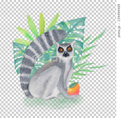 Ring-tailed lemur with topical leaves and fruit isolated illustration. Watercolor Madagascar animal clipart for kids projects. 134494489