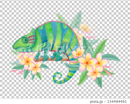 Watercolor chameleon on flowering branch isolated on white. Tropical animal clipart for wildlife designs and decorative prints. 134494491