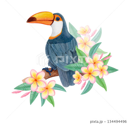 Tropical toco toucan on flowering branch, watercolor isolated illustration. Tropical bird clipart for textile prints, kids designs Tropical toco toucan on flowering branch, watercolor isolated illustration. Tropical bird clipart for textile prints, kids designs 134494496