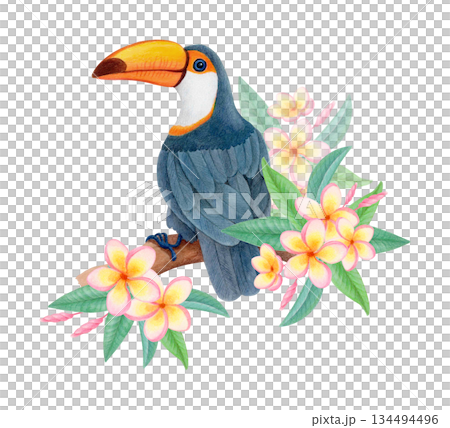 Tropical toco toucan on flowering branch, watercolor isolated illustration. Tropical bird clipart for textile prints, kids designs 134494496