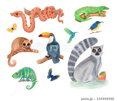 Watercolor tropical jungle animals and birds illustration set isolated on white. Cute lemurs, toucan, chameleon, snake and gecko. 134494498