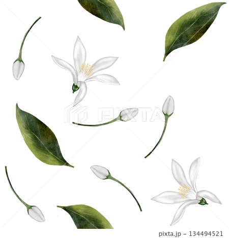 White flowers with green leaves: a simple seamless watercolor pattern. Lemon or jasmine flowers with buds and leaves. Suitable for printing on fabric, kitchen linens, and packaging. White flowers with green leaves: a simple seamless watercolor pattern. Lemon or jasmine flowers with buds and leaves. Suitable for printing on fabric, kitchen linens, and packaging. 134494521