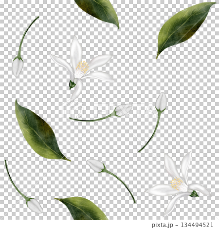 White flowers with green leaves: a simple seamless watercolor pattern. Lemon or jasmine flowers with buds and leaves. Suitable for printing on fabric, kitchen linens, and packaging. White flowers with green leaves: a simple seamless watercolor pattern. Lemon or jasmine flowers with buds and leaves. Suitable for printing on fabric, kitchen linens, and packaging. 134494521