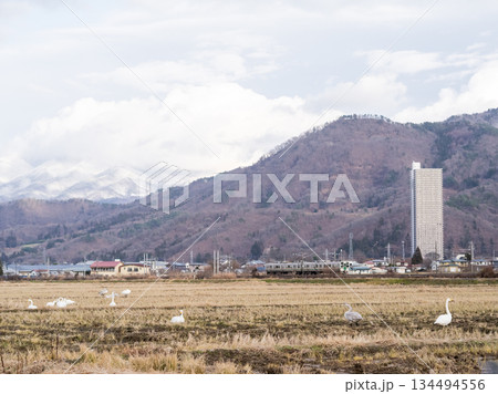 【山形線】ハクチョウのいる田園風景を走行する普通列車 134494556